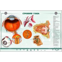 Интерактивный электрифицированный стенд "Строение органа зрения человека" с 3D-макетом