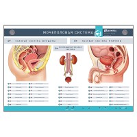 Интерактивный светодинамический стенд "Мочеполовая система"